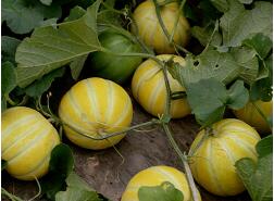 蔬菜種子種植戶客戶點(diǎn)評(píng)-金帝薄皮甜瓜，果形漂亮