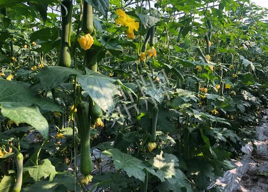 蔬菜種子種植戶客戶點(diǎn)評-種植“優(yōu)比1號”差的用戶，差到什么樣子？