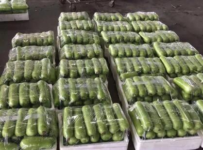 蔬菜種子種植戶客戶點(diǎn)評(píng)-上市早，價(jià)格好！我連續(xù)種了三年，滿意！