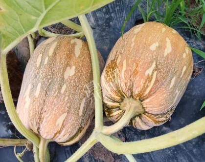 蔬菜種子種植戶客戶點(diǎn)評-“押寶”押對了，押對這個品種賺了2倍錢！