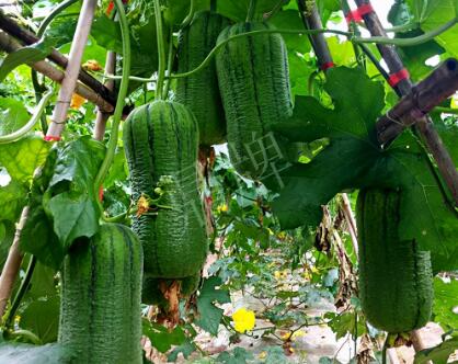 蔬菜種子種植戶客戶點(diǎn)評-這個新品種，讓我“頭痛”…