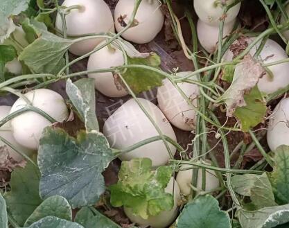 蔬菜種子種植戶客戶點(diǎn)評(píng)-“甜，真甜，真是甜！”