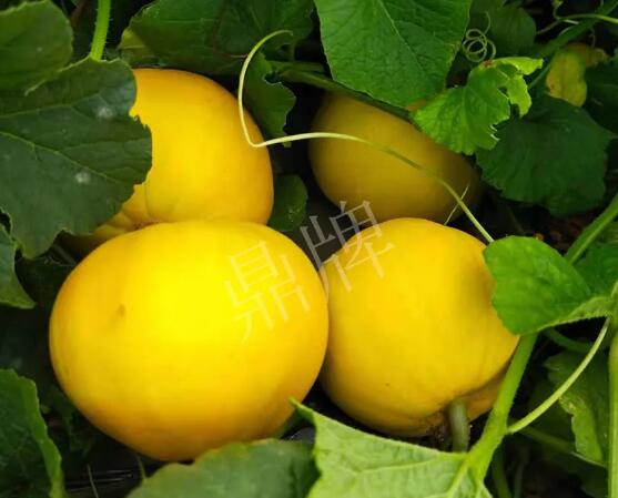 蔬菜種子種植戶客戶點(diǎn)評(píng)-純賺50萬(wàn)，我這個(gè)“張大膽”榮光了一把！