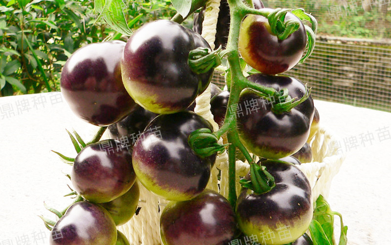 果實成紫色，口感脆爽