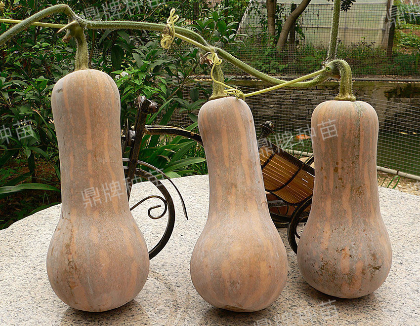 袖珍蜜本3#坐果率高、產(chǎn)量高