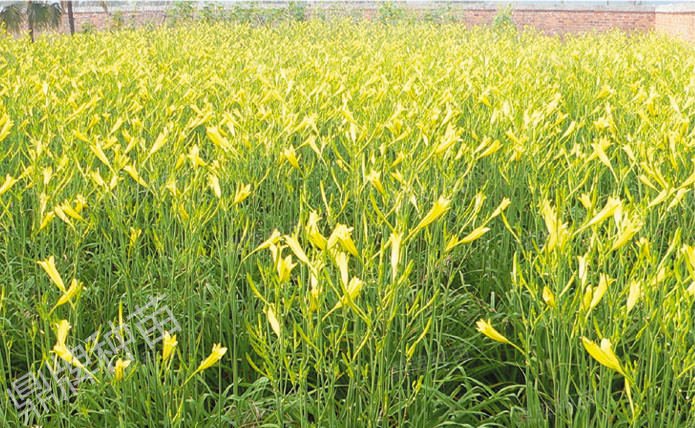 栽后第二年度，進入豐產(chǎn)期