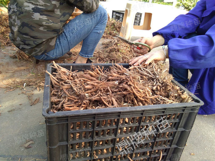 修剪后裝箱，準(zhǔn)備為客戶發(fā)貨的種苗