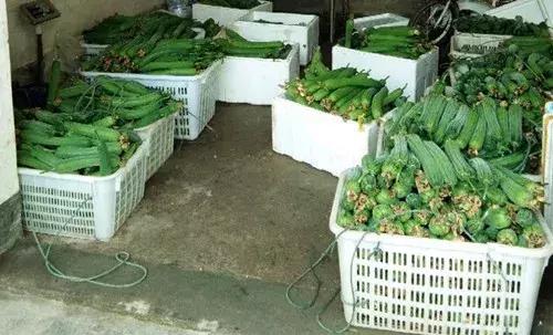 優(yōu)秀絲瓜作品展播，請為菜農(nóng)劉健平夫婦點(diǎn)贊