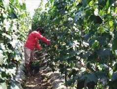 蔬菜種子種植戶客戶點(diǎn)評(píng)-優(yōu)秀絲瓜作品展播，請(qǐng)為菜農(nóng)劉健平夫婦點(diǎn)贊