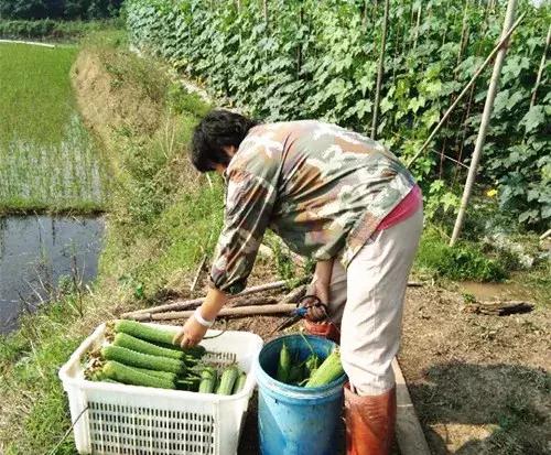 優(yōu)秀絲瓜作品展播，請為菜農(nóng)劉健平夫婦點(diǎn)贊