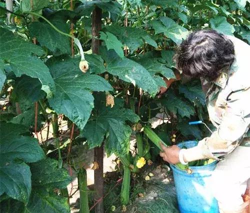 優(yōu)秀絲瓜作品展播，請為菜農(nóng)劉健平夫婦點(diǎn)贊