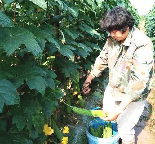 優(yōu)秀絲瓜作品展播，請為菜農(nóng)劉健平夫婦點(diǎn)贊