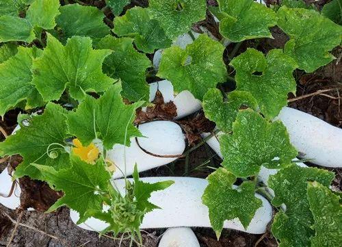 您種植過“堆堆瓜”嗎？看一看，地上全是瓜！一睹芳容