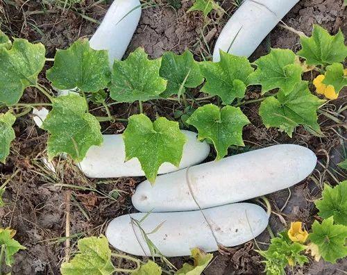 您種植過“堆堆瓜”嗎？看一看，地上全是瓜！一睹芳容