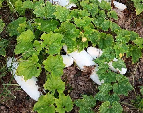 您種植過“堆堆瓜”嗎？看一看，地上全是瓜！一睹芳容