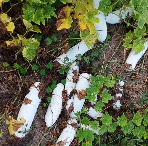 您種植過“堆堆瓜”嗎？看一看，地上全是瓜！一睹芳容