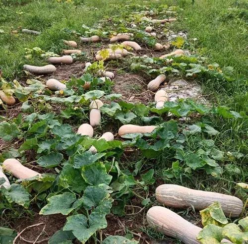 種南瓜竟然種出“麻煩”了，瓜販搶購(gòu)，電視臺(tái)記者也趕來(lái)了