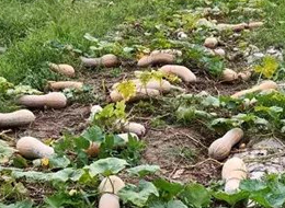 蔬菜種子種植戶客戶點(diǎn)評(píng)-周小為種植的健美蜜本又被報(bào)銷了，連電視臺(tái)記者也趕來了！