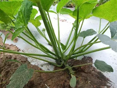 菜農(nóng)種植無需噴農(nóng)藥的蔬菜，不僅栽培簡單、而且效益高