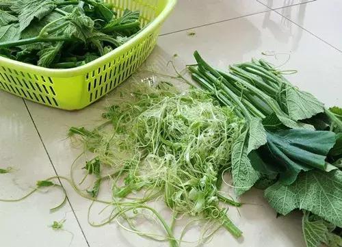 菜農(nóng)種植無需噴農(nóng)藥的蔬菜，不僅栽培簡單、而且效益高