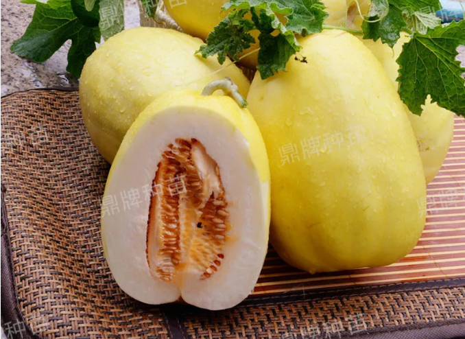 雇工難、成本高，想種甜瓜怎么辦？