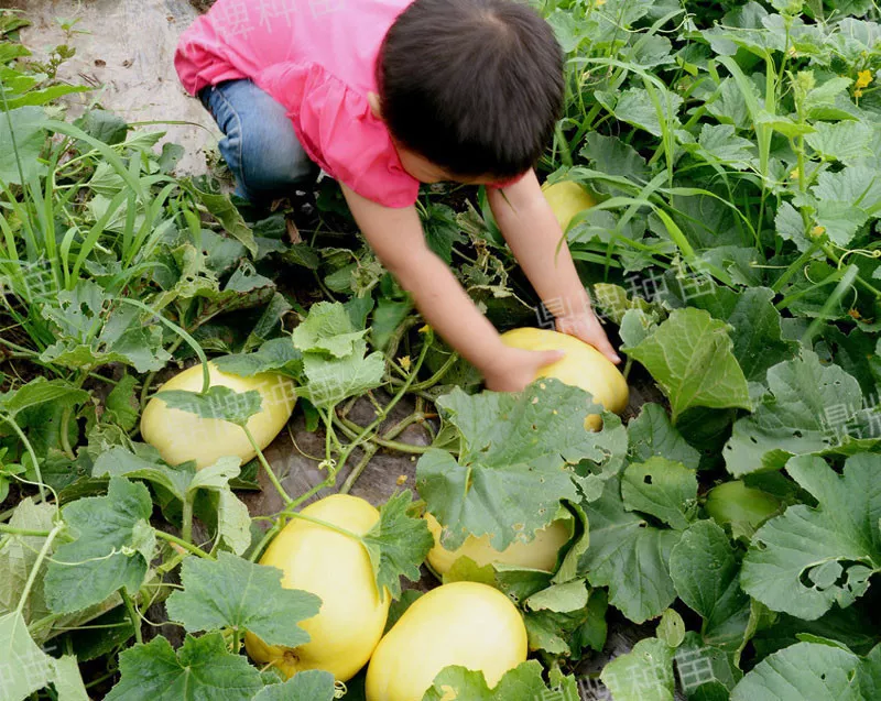 雇工難、成本高，想種甜瓜怎么辦？