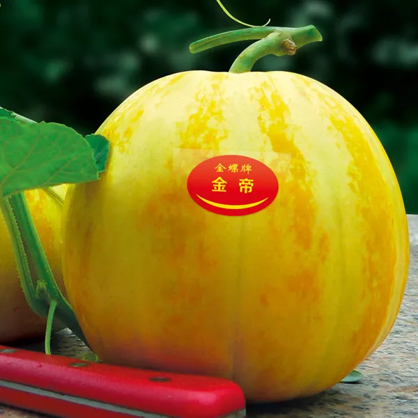 薄皮甜瓜，哪個品種最好呢？畝產(chǎn)高達10萬，附4種市場爆款品種