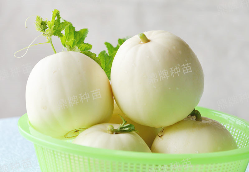 就這4個(gè)薄皮甜瓜，畝產(chǎn)萬(wàn)斤很輕松，瓜果菜農(nóng)搶著種植