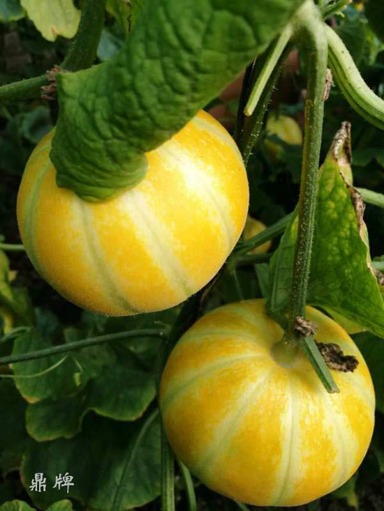 就這4個(gè)薄皮甜瓜，畝產(chǎn)萬(wàn)斤很輕松，瓜果菜農(nóng)搶著種植