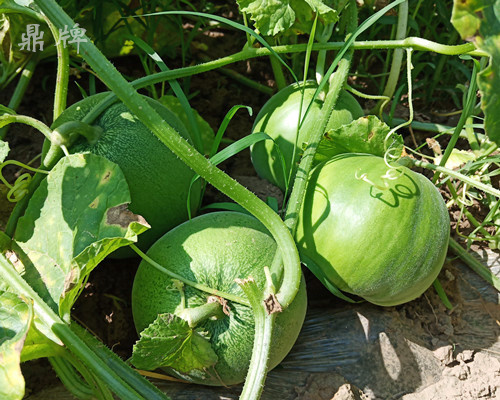 就這4個(gè)薄皮甜瓜，畝產(chǎn)萬(wàn)斤很輕松，瓜果菜農(nóng)搶著種植