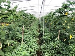 蔬菜種子種植戶客戶點評-這個品種，結(jié)瓜太夸張了！太恐怖了！