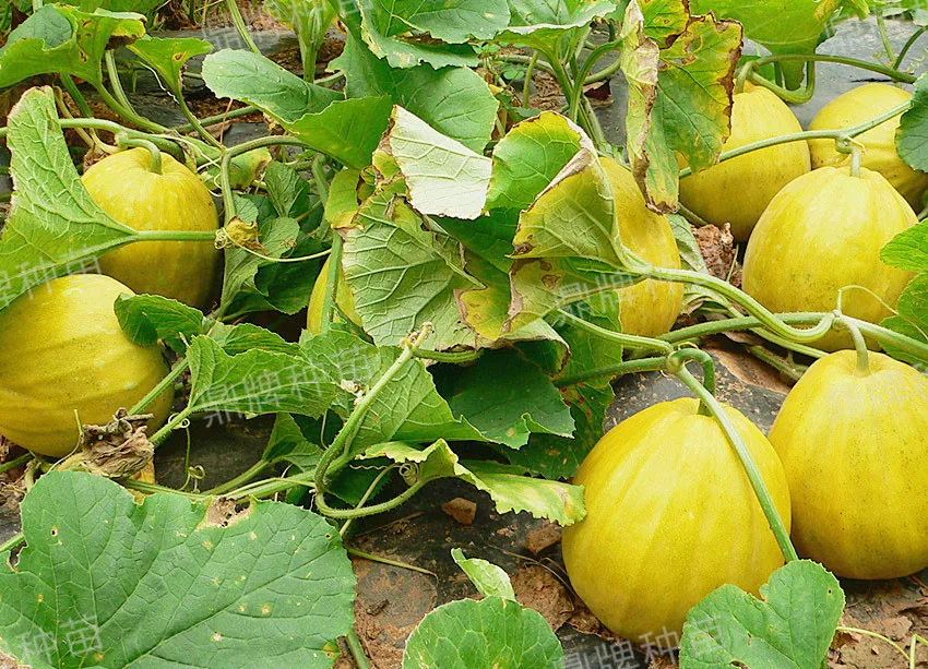 高溫季節(jié)種植甜瓜，什么品種最好？這個品種是秋季上市的專用品種