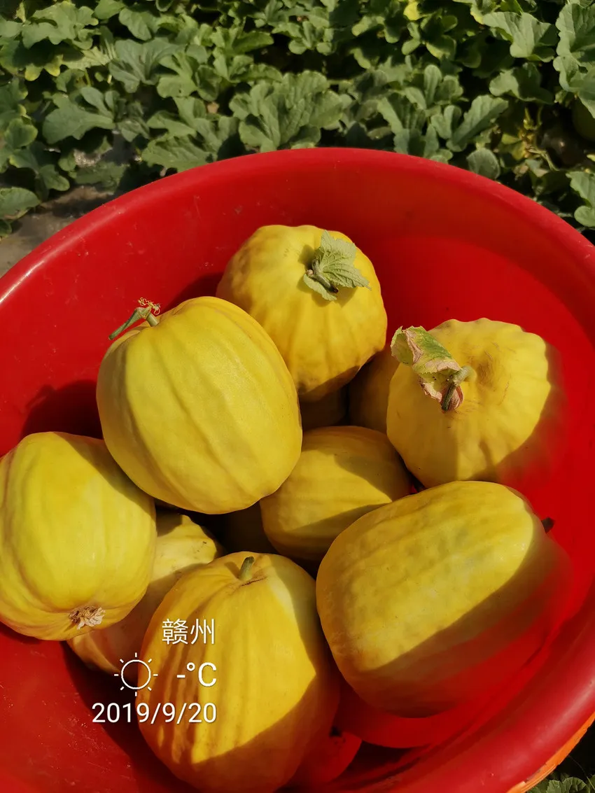 高溫季節(jié)種植甜瓜，什么品種最好？這個品種是秋季上市的專用品種