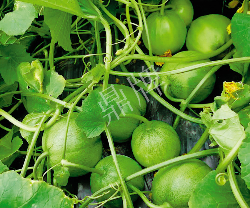 7元一斤還遭瘋搶，畝收益超2萬(wàn)元！到底什么甜瓜能這么牛？