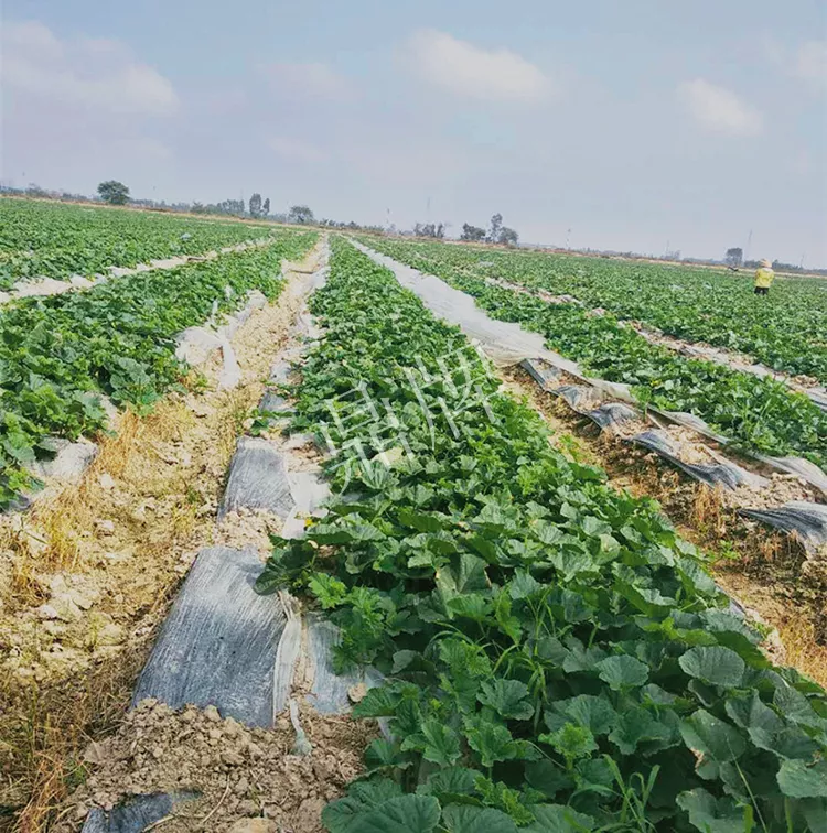 7元一斤還遭瘋搶，畝收益超2萬(wàn)元！到底什么甜瓜能這么牛？