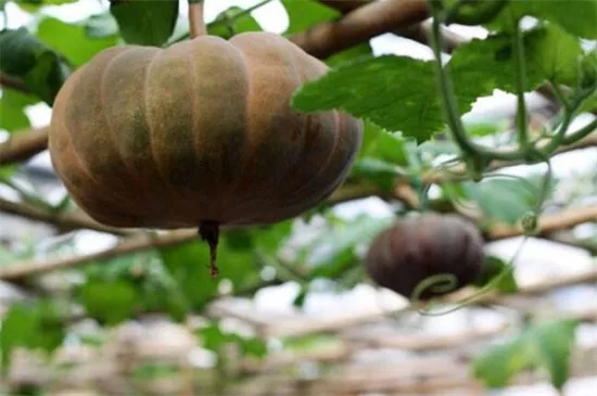 知道最甜最面的南瓜品種嗎？盤點十種有營養(yǎng)的甜面南瓜...