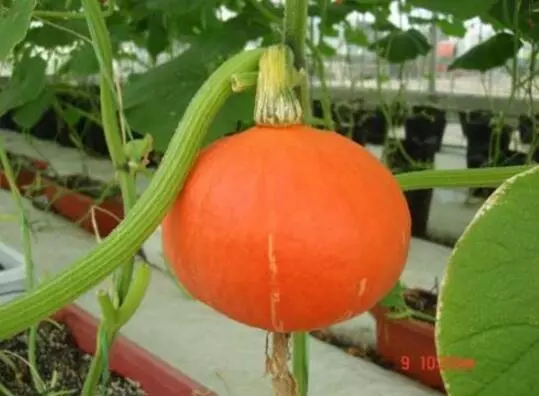 知道最甜最面的南瓜品種嗎？盤點十種有營養(yǎng)的甜面南瓜...