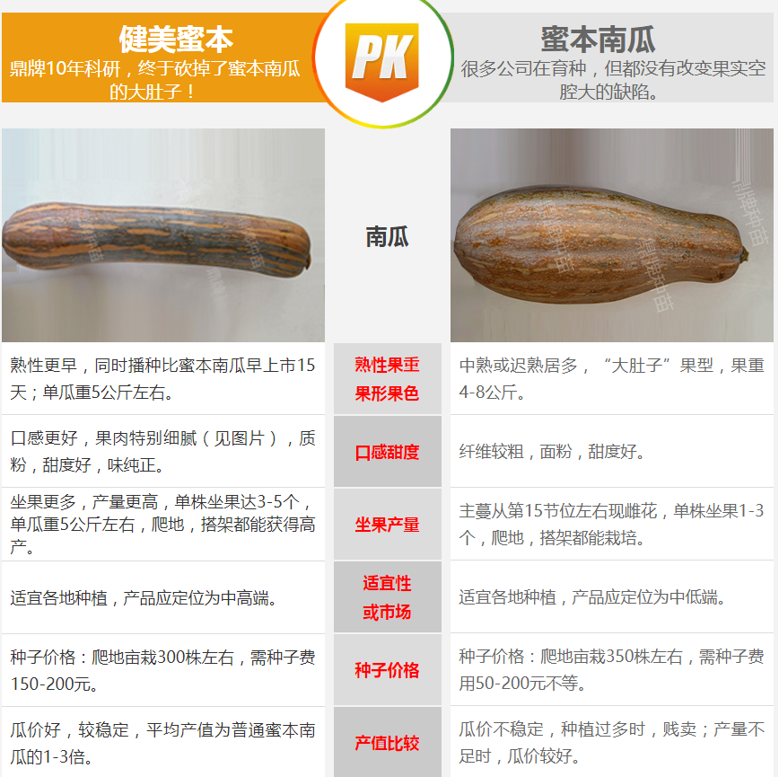 生吃都好吃南瓜新品種，沒有大肚子，肉質(zhì)更密致，農(nóng)戶試種下