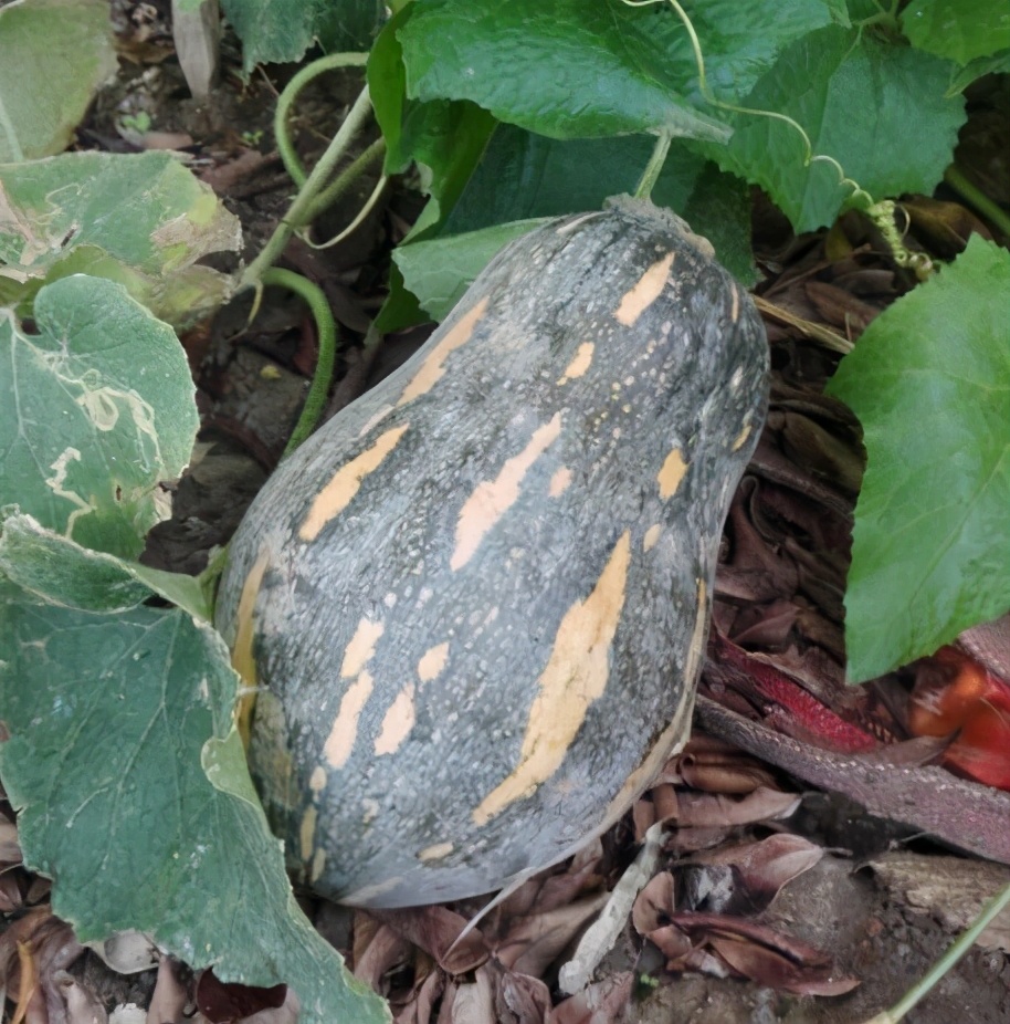 2020年，市面上的南瓜品種哪個(gè)口感最好、最甜、最值得種植？