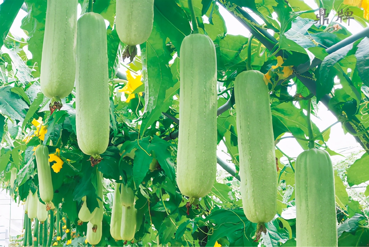 絲瓜新品種層不出窮，2021年，哪個(gè)絲瓜品種最值得種植？