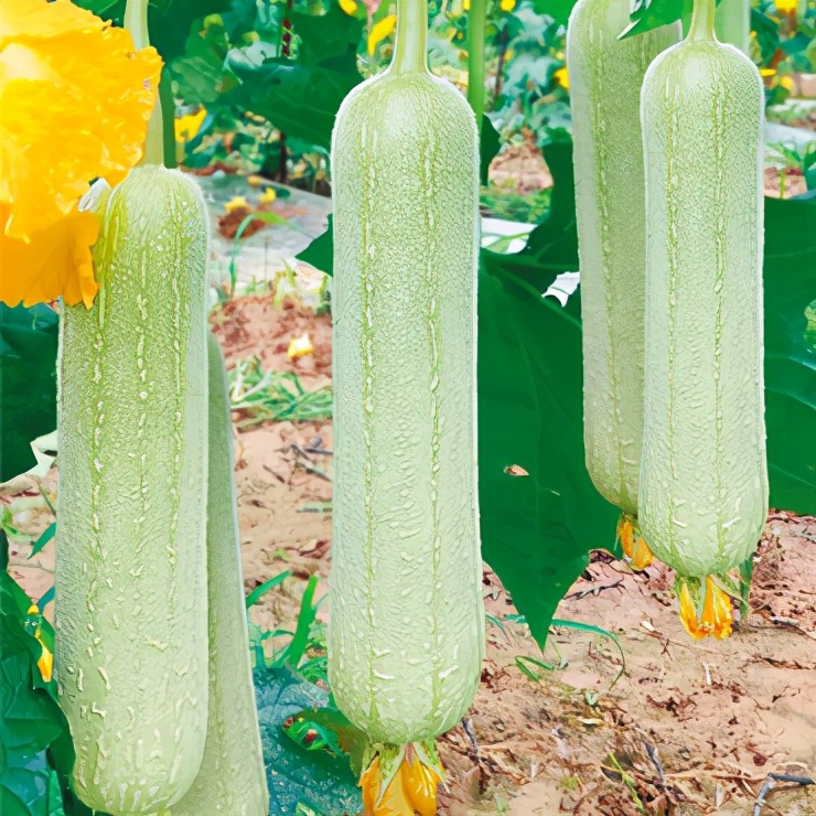 絲瓜新品種層不出窮，2021年，哪個(gè)絲瓜品種最值得種植？