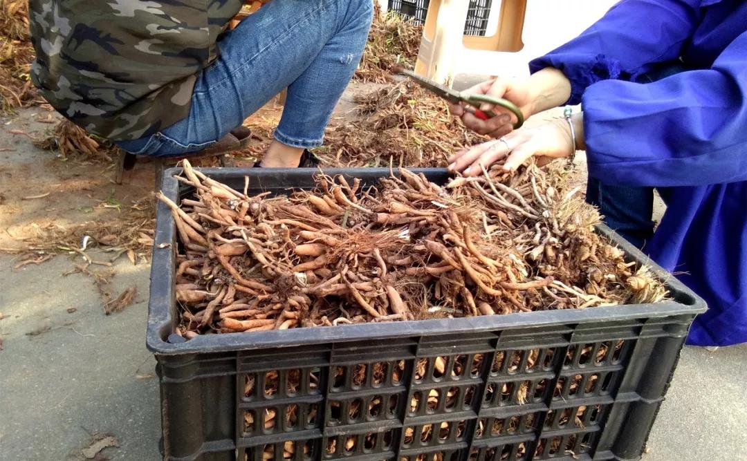 一斤接近20塊，原來它才是最火的國(guó)民蔬菜！全國(guó)都適種