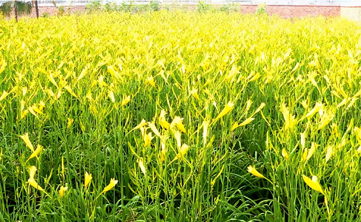 一斤接近20塊，原來它才是最火的國(guó)民蔬菜！全國(guó)都適種