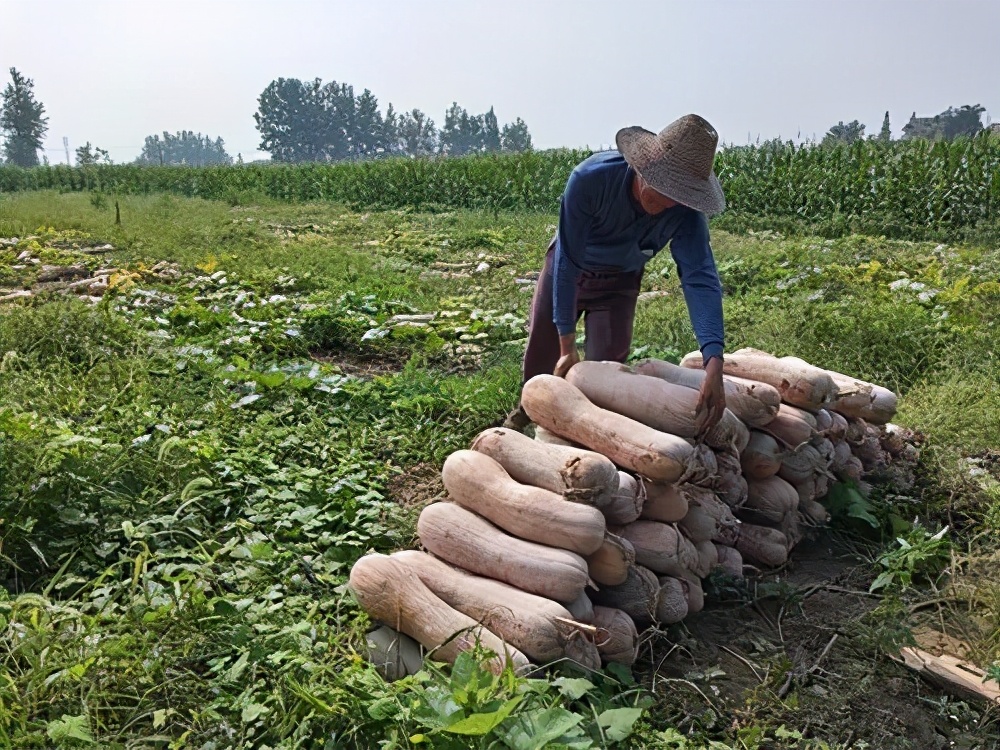 一位轉(zhuǎn)業(yè)后的特種兵，辦農(nóng)場種瓜菜，靠1個優(yōu)點，年賺200萬