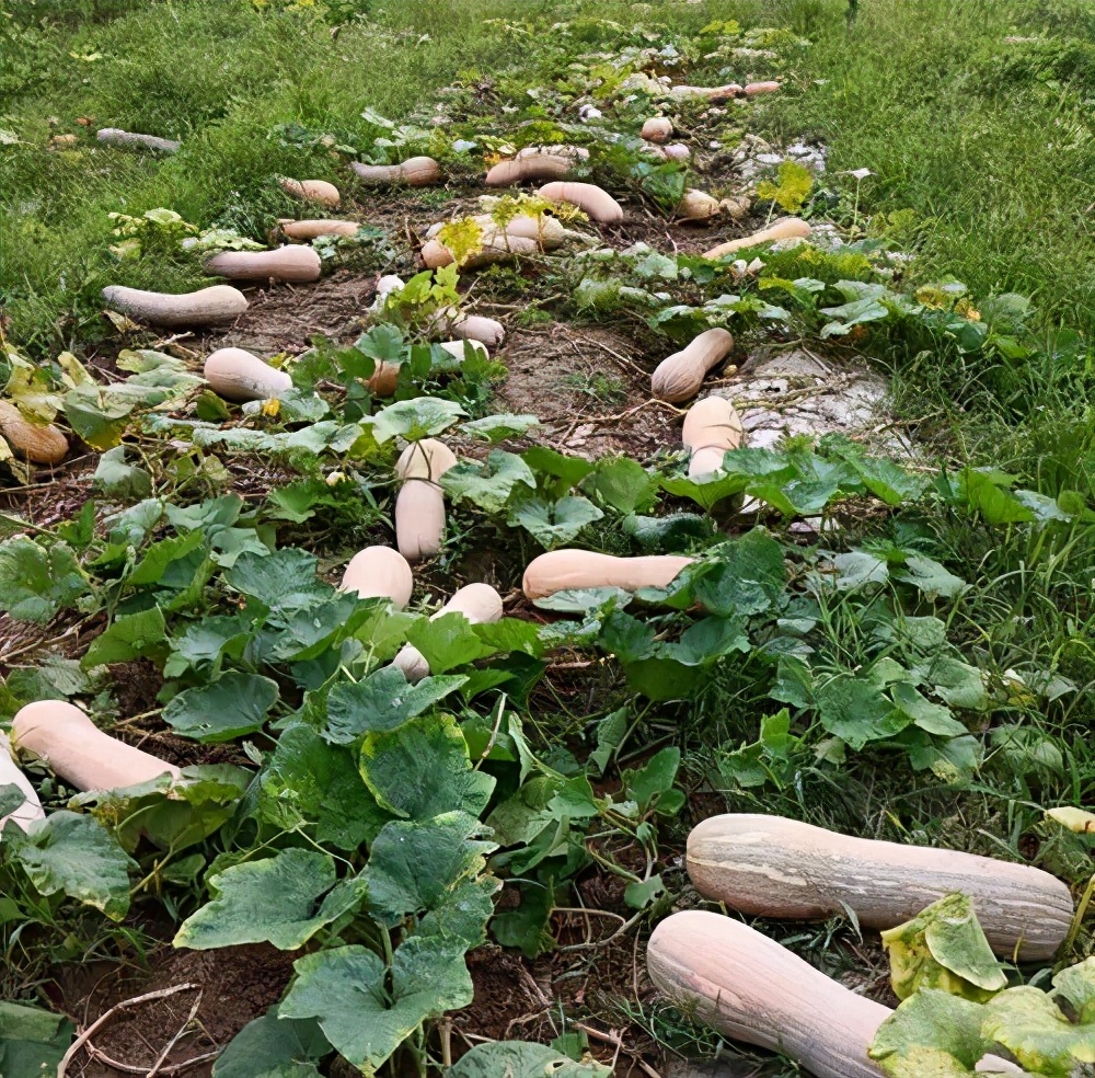 一位轉(zhuǎn)業(yè)后的特種兵，辦農(nóng)場種瓜菜，靠1個優(yōu)點，年賺200萬