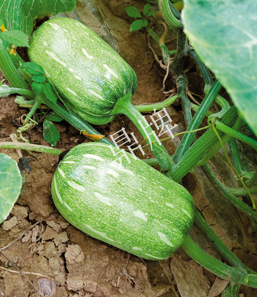 畝產(chǎn)6000公斤的南瓜上市，20年科研他就為打造1個爆款品種