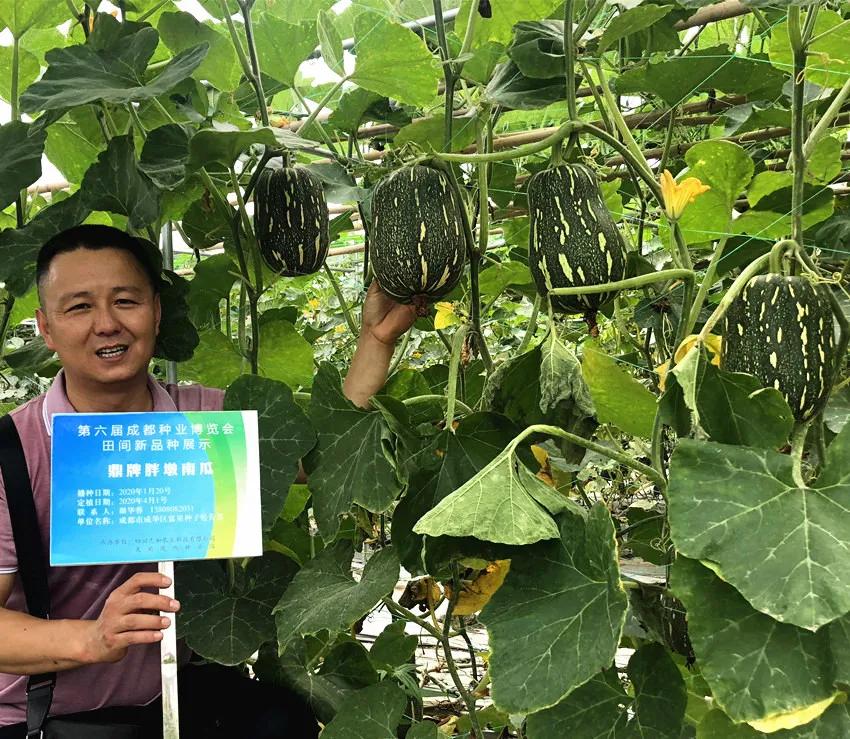 畝產(chǎn)6000公斤的南瓜上市，20年科研他就為打造1個爆款品種
