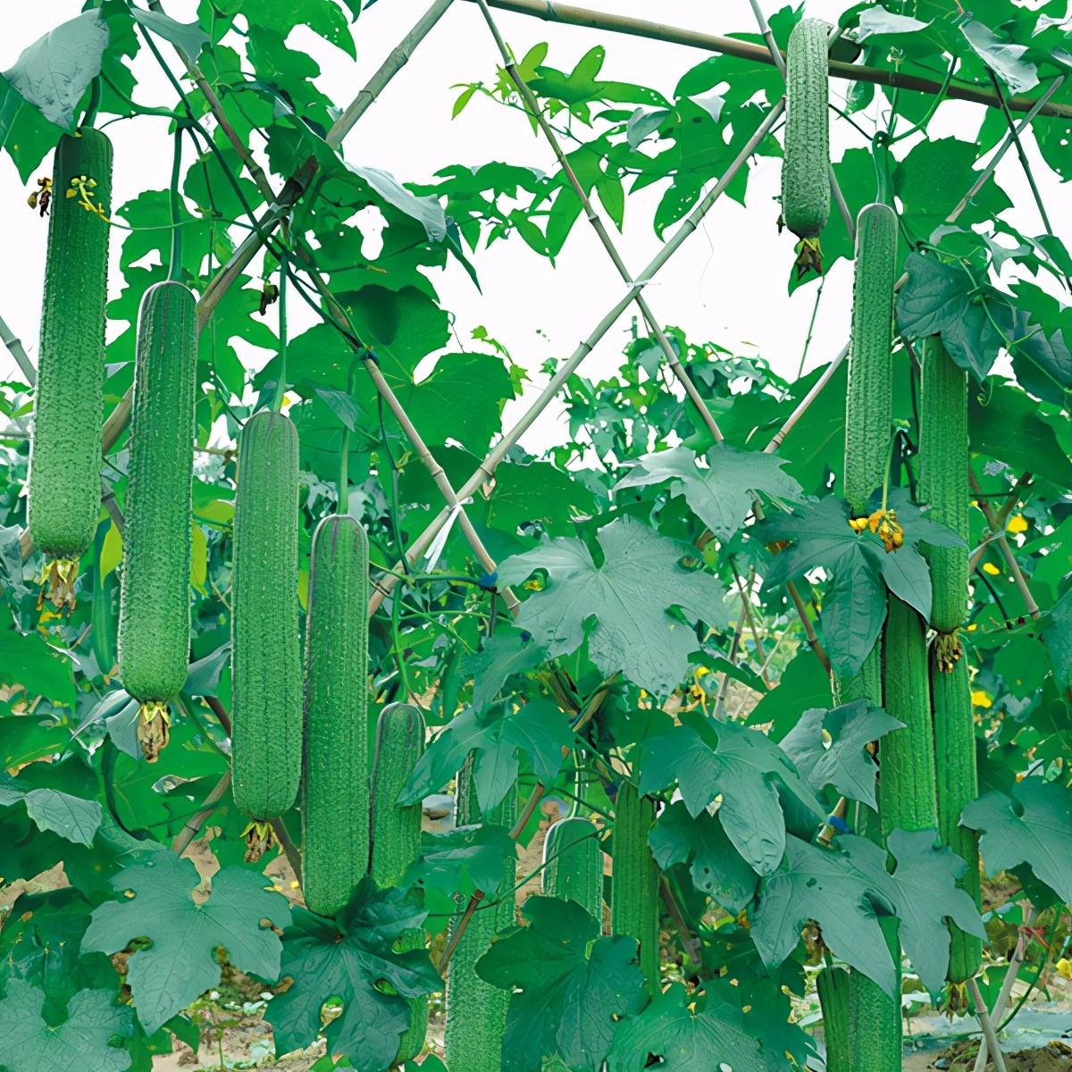 這個絲瓜畝產(chǎn)可達8000公斤，菜農(nóng)2021年致富的絲瓜品種