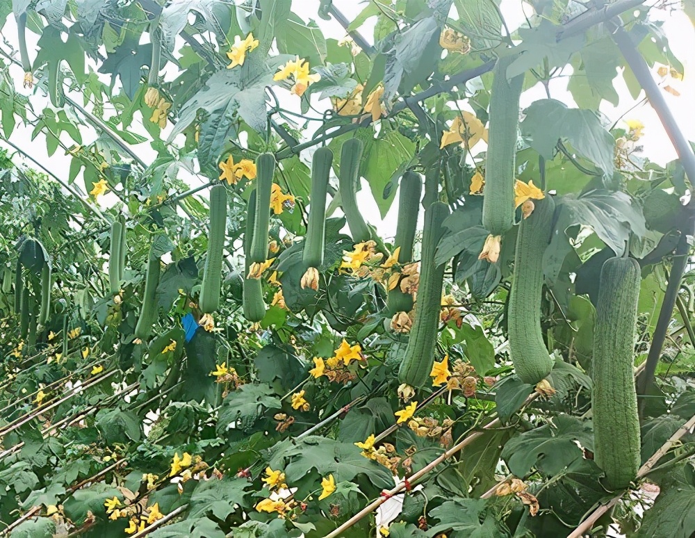 這個絲瓜畝產(chǎn)可達8000公斤，菜農(nóng)2021年致富的絲瓜品種