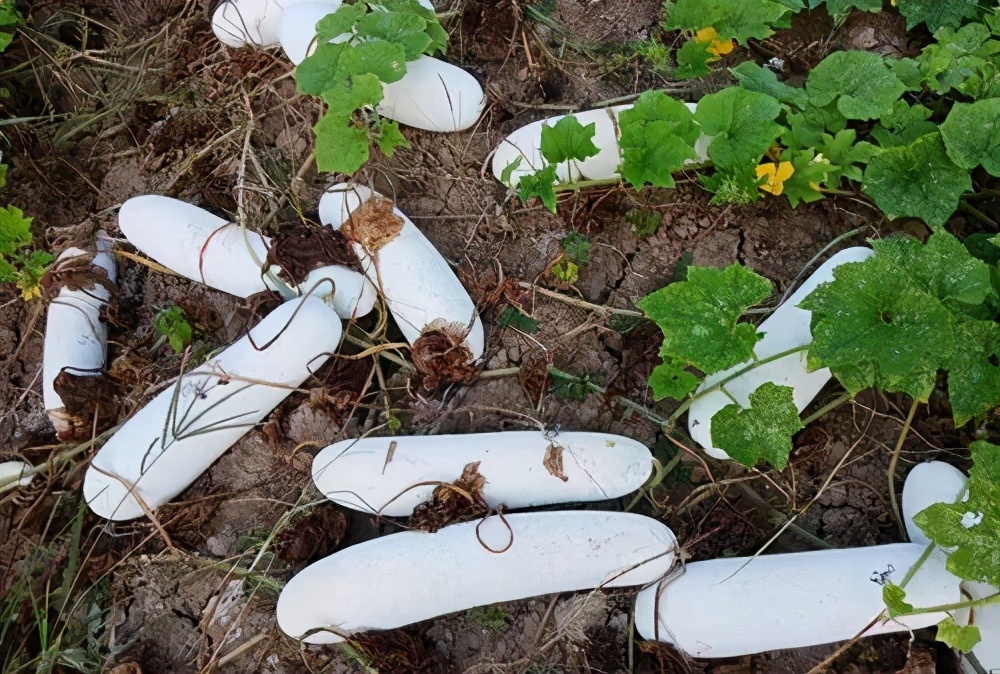 這個冬瓜品種放1年不壞，口感脆甜，多年科研就為打造這1個爆品